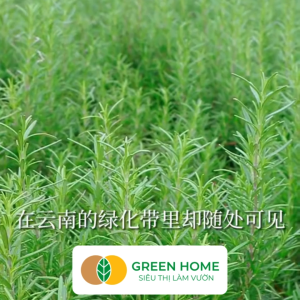 Hạt Giống Cây Hương Thảo Greenhome Rosemary Gói 003gr~35 hạt Dễ Trồng Thu Hoạch Quanh Năm G06
