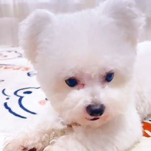 Furiri Air Dried Sausages For Dogs Duck Chicken Flavors 100g Dog Training Treats Dog Food Makanan Anjing