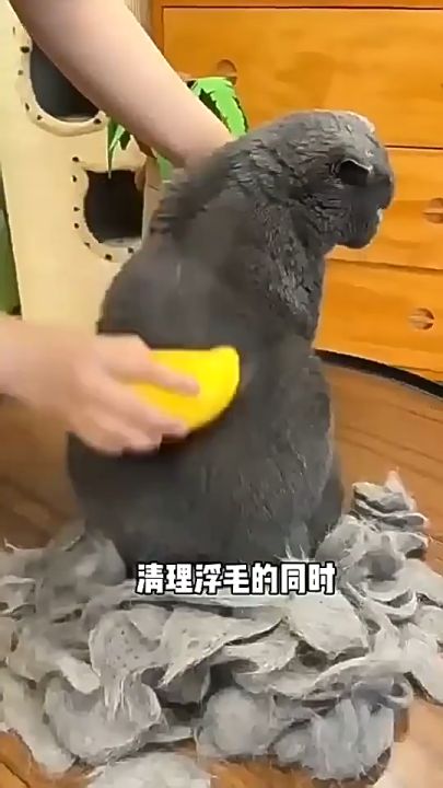 10 อันดับ แปรงขนแมวและอุปกรณ์กำจัดขนยอดนิยม: เพื่อขนสวยสะอาด ไม่ฟุ้งกระจาย ปี 2025