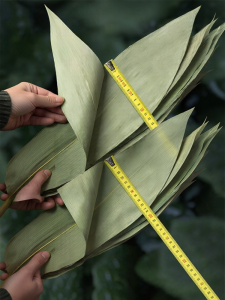 WENXIANGZAN | Fresh Reedy Zongzi Leaf Large