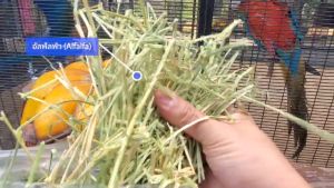 หญ้าอัลฟัลฟ่า หญ้าอัลฟาฟ่า อัลฟัลฟ่าสับ อัลฟัลฟ่าบด หญ้าทิโมธี หญ้าทิมโมธี ทิโมธีสับ ทิโมธีบด กระต่าย แกสบี้ แฮมเสตอร์ ชินชิล่า เต่า