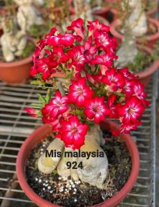 Adenium Kemboja Bonsai ID:924/富贵花