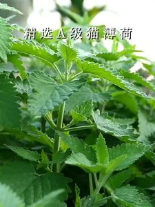 Bột Mèo Ăn Thiên Nhiên Khuyến Khích Uống Nước cho Mèo