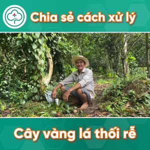 BS03 Trị Vàng Lá Thối Rễ Physa 250g 500g - Diệt Tuyến Trùng - Bác Sĩ Cây Xanh