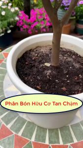 [CHÍNH HÃNG]Phân Bón Hữu Cơ Chuyên Dụng tan chậm siêu dưỡng cho cây cảnh HIỆU ÔNG GIÀ MUA 5 HỘP TẶNG 1