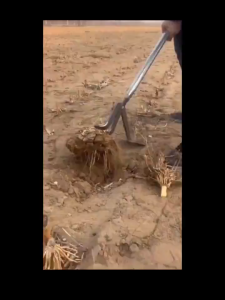 รุ่นล่าสุดสําหรับปี 2025 เครื่องมือดึงเสา เครื่องถอนหญ้าแบบอเนกประสงค์ มันสำปะหลัง มะเขือยาว ฝ้าย ยาสูบ ก้านข้าวโพด รากพริกไทย เครื่องมือดึงเสา【COD+จัดส่งจากกรุงเทพฯ】