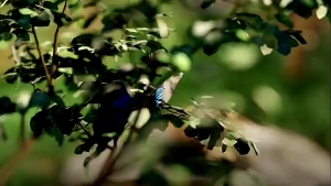 Minyak Kemiri Bakar Penumbuh Rambut Anak Dewasa Rambut Rontok