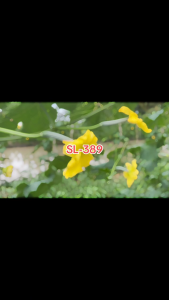 Hạt Giống Mướp Hương Lai F1 SL-389 NUMBER ONE (Gói 10gr)