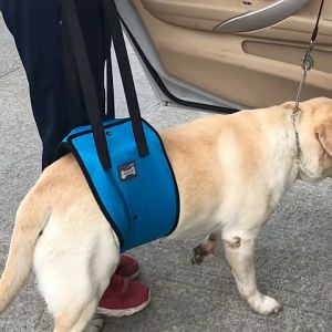 สินค้าพร้อมส่ง อุปกรณ์ช่วยเดินสัตว์เลี้ยง ช่วยพยุงตัวสุนัขในการลุก นั่ง มี2สีให้เลือก