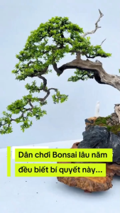 Phân Bón Hoa Lan Tan Chậm – Dinh Dưỡng Cao Giúp Lan Khoẻ Hoa Bền Màu - Phân Bón Hữu Cơ Đậu Nành Lên Men 200gr