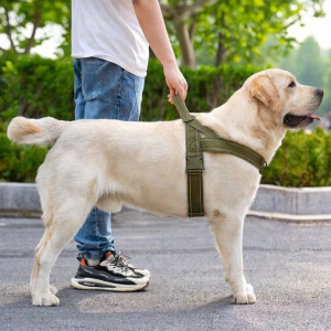 FEIZHUXIANSEN | Shock Absorbing Chest Harness Dog Leash