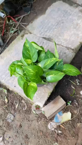 Cây Trầu Bà Xanh - Dòng kiểng lá dễ chăm - Lọc không khí tốt!