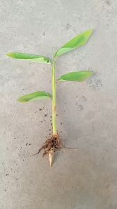 1 nhánh cây dong ta dong trắng giống