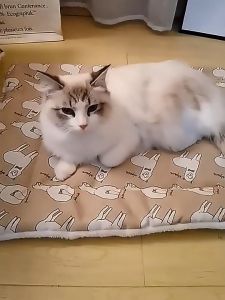 Thảm nằm cho Chó Mèo bằng vải lanh - Love pets shop