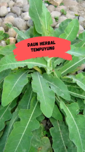 Daun Tempuyung Segar / Daun Tempuyung Obat Herbal / Daun Tempuyung Siap Petik 100% Organik