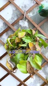 【READY STOCK 】Soil Activator Promote Rooting Soil Remediation Promote Fruiting 土壤活化剂