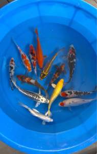 JAPAN KOI LOCAL BREED 5”-7”HAND PICK SET 12pcs at RM1688 only + shipping 50 + GIFTS ( Also free 1pc Long Fin koi )