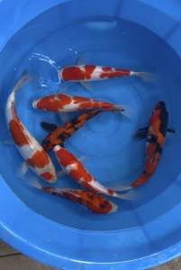 🇯🇵 Japan Koi Import 26-28cm | Momotaro Isa & Marusei Farm | 6pcs Combo + 1pc Free Sanke | Kohaku Showa Hi Utsuri Goshiki | Free Shipping