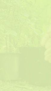 Serbajadi Vegetable Seed Dwarf Bean | Bean Seed | Creeping Planting | Biji Benih Kacang Renek | 矮豆种子 | 1g