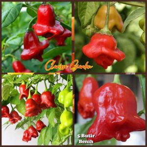 5 BUTIR BIJI/BENIH UNIK BISHOP CROWN/CABE LONCENG (BISA KOMSUMSI)