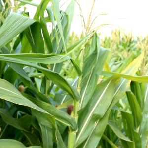 เมล็ดพันธุ์ ข้าวโพดข้าวเหนียวลาเวนเดอร์สตาร์ (ถุงใหญ่)