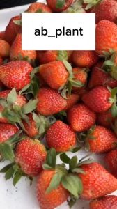 Bibit Strawberry Jumbo Manis Cepat Berbuah