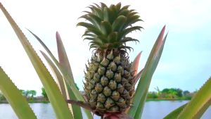 Thanh Long Sấy Thăng Hoa NCM Trái Cây Tươi Tự Nhiên 20g