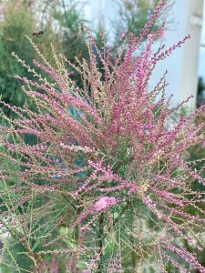 มหัศจรรย์พรรณไม้ ..#สนหวานๆ "สนชมพู" #สนชมพู” มีชื่อวิทยาศาสตร์ Tamarix smyrnensis Bunge กำลังได้รับความนิยมปลูกในประเทศไทยในสวนสไตล์ยุโรป สร้างสีสันใหม่ ๆ ให้สวน เป็นไม้พุ่มอายุหลายปี มีถิ่นกำเนิดในทวีปยุโรปตอนใต้ มีความสูงได้ถึง 4 เมตร เป็นไม้ผลัดใบ ใ