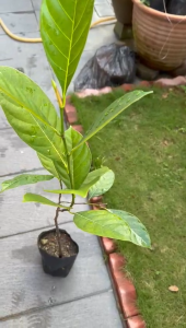 Pokok Nangka Madu/Manis/Jackfruit Tree - (Pokok Buah hidup/Live Tree) 菠萝蜜树苗（甜蜜）