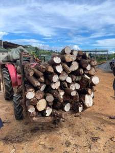 Củ bạc hà núi (Đao ở thất sơn ) củ già lâu năm. 2kg trị Ung Thư