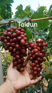 Bibit Anggur MS 01 Buah Besar PERTUMBUHAN Vigor GENJAH SEEDLESS