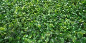 Simulasi Rumput Dinding: Dekorasi Interior Rumah yang Hijau