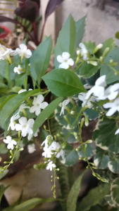 golden rosary plant cuttings