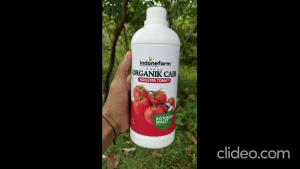 PUPUK KOTORAN WALET | COR ORGANIK TANAMAN TOMAT | Terbuat Dari Kotoran Walet Asli | Fermentasi 41 Hari