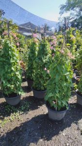 พวงชมพู กระถางใหญ่ 15 นิ้ว ต้นสูง 1.50 เมตร ต้นสวยแข็งแรงและรากเต็มกระถาง (กทม)