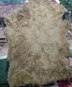 kulit kambing kering super jumbo buat bedug gendang dll
