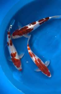 Japan Goromo 25cm from Tani Farm  688 per koi