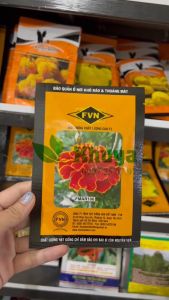 Hạt giống Hoa Vạn Thọ Ban Mai Đỏ Tươi FVN FMAR106 Đức Alaska Scarlet
