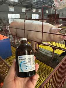 Catosal 100ml - kích thích biến dưỡng giúp phòng b-ệnh và phòng rối loạn trao đổi chất trên gia cầm gia súc chó mèo