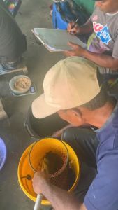 Umpan Putih Ikan Mas Rame Kolam Harian Lomba Kilo Gebrus Siang Malam Beli 5 Gratis 1