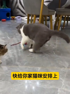 Mainan Bola Tali Kucing & Anjing Mainan Bola Anabul Interaktif Otomatis Pet Mainan Bola Listrik Bergulir Cerdas LED Smart Rotating Ball