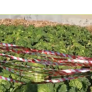 Newyorkbigsale  เทปกันนก ริบบิ้นสะท้อนแสงไล่นก สำหรับไล่นกในทุ่งนา ในสวน แพ็ค 2 ชิ้น ยาว 50 เมตร No.Y2283