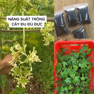 Hạt giống cây đu đủ đực - 1 gói 20 hạt - FlowerSeeds