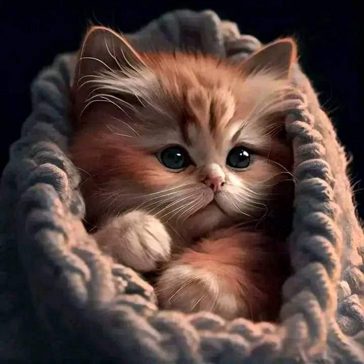 Lukisan Cetak, KUCING IMUT, Ukuran JUMBO, 100×70cm & 150×100cm/Hiasan Dinding/Poster Cetak/TANPA BINGKAI