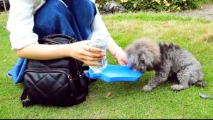 Portable Pet Cat Dog Travel Water Bottle Outdoor Feed Drinking Water Bottle For Dogs Cats
