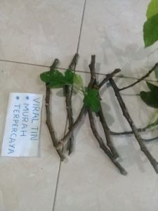 BIBIT POHON TIN JENIS GREEN YORDAN (STEK) CUTING (POTONGAN) PANJANG 20 CM