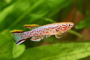 Gardneri Killifish/Ornamental fish/Freshwater/Readystock