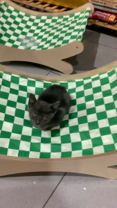 Katil Kayu Haiwan Peliharaan / Breathable Pet Bed / Wooden Pet Sofa