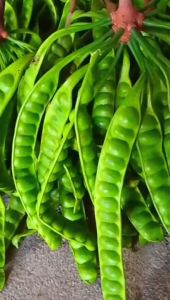 Pete Segar – Kualitas Super Siap Kirim - Jual Pete Segar