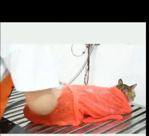 Cat Grooming Bath Bag Cat Bathing Bag Mesh Pet Nail Care Net Anti Bite Scratch For Cat Restraint Bag